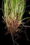 Timid sedge